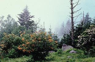 Native R. calendulaceum, Roan Mountain, NC