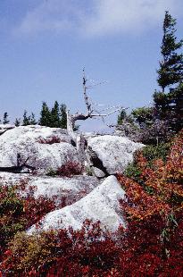Dolly Sods Photo