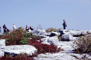 Dolly Sods Photo
