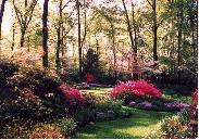 garden photo