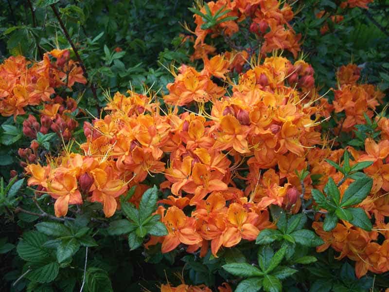 Deciduous Native Azaleas-The Orange to Red Group – Middle Atlantic Chapter