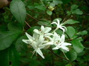 viscosum var serrulatum